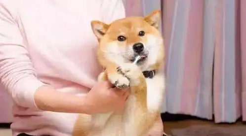 柴犬斜视表情包狗子