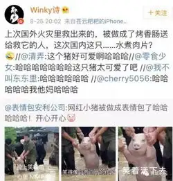 那只从台风中救出来的猪,被恶搞成表情包了,哈哈哈哈哈哈哈哈哈哈哈..