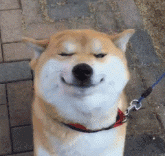  柴犬为什么叫戏精看了这些表情包你就知道了