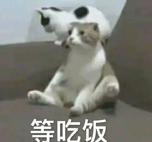 乖巧坐等表情包原图