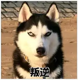 哈士奇表情包动图水瓶座