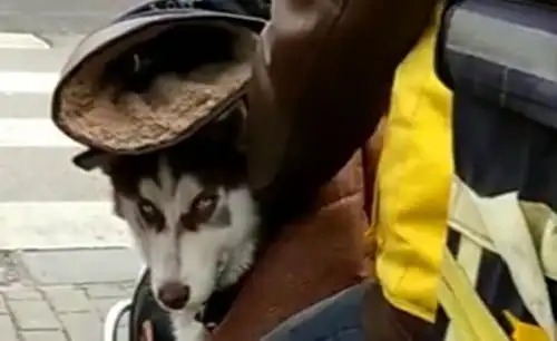  二哈被外卖小哥捡到,二哈被送餐箱吸引,小表情亮了