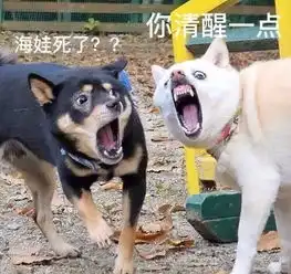 狗托表情包主人