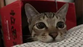  一个让你昏昏欲睡的视频,猫咪的夏天