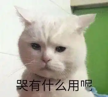担心表情包猫咪恶搞