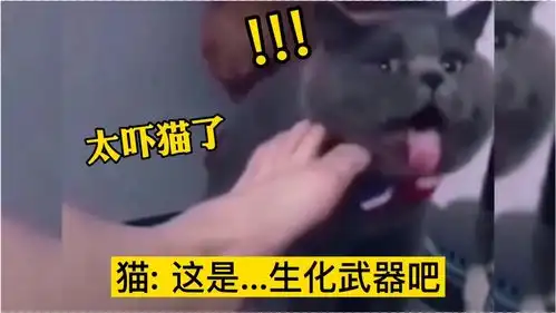 担心表情包猫咪配音