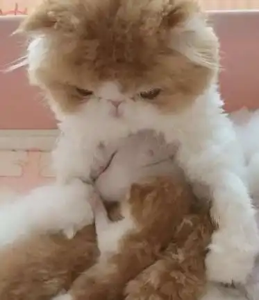  加菲猫生了一窝小崽崽,没想到喂奶时是这表情,主人哭笑不得