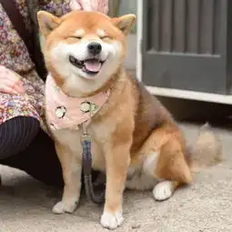  趣图柴犬真的太萌啦,这组素材目测会被做成表情包吧