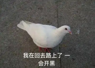  鸽子表情包第二弹,放别人鸽子真快乐,哈哈
