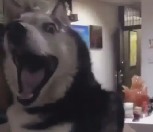  哈士奇打疫苗频现神表情,网友五毛钱演技,以后针扎下再开始演