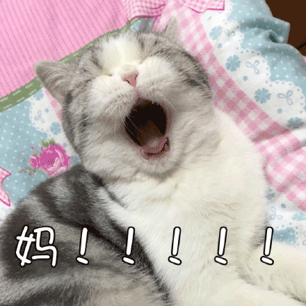  主人起床做饭,留下猫咪睡懒觉,看到猫咪醒来的样子主人感动哭了