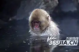  猕猴泡温泉享受至极昏昏欲睡表情特有趣