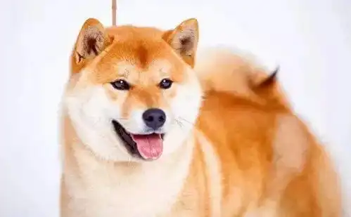  狗狗的这三个坏习惯虽然不好,但却是聪明的象征你都知道吗