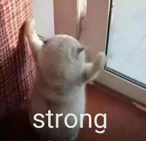 加菲猫表情包小视频doge