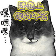  抖音上不说爱我我就喵喵喵gif表情包