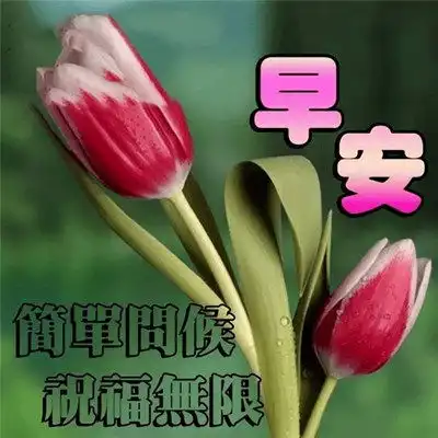 祝福大家早上好表情