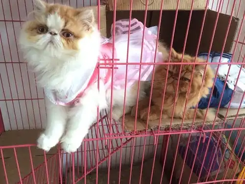  长毛加菲猫找新家有意请私豆油