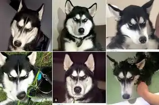 哈士奇表情包动图叫主人