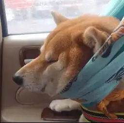 edg是什么意思表情包柴