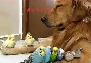  主人让金毛照顾8只鹦鹉,回来看到金毛的表情,笑的直不起腰