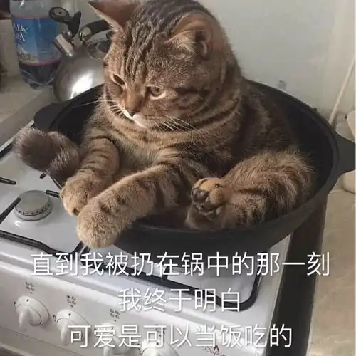 熊猫放屁爱心表情包猫咪