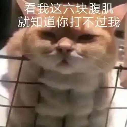  我只会心疼geigei丨第128期喵表情