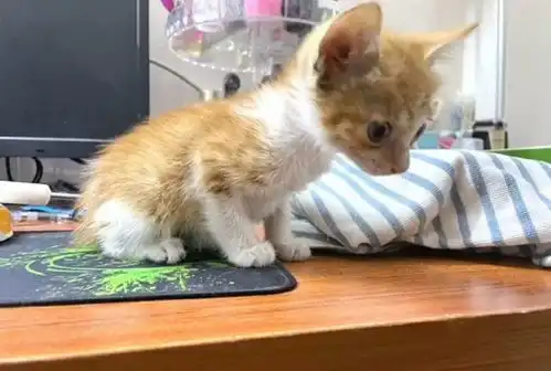  下班路上顺手捡了只猫,带回家以后,原住猫的表情太真实了