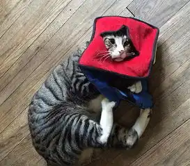  呆萌担心猫走红网络