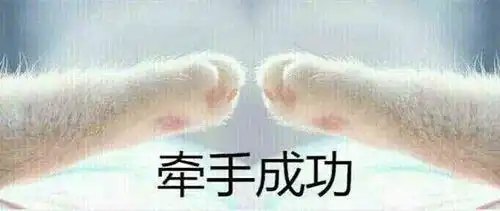  猫爪牵手表情包