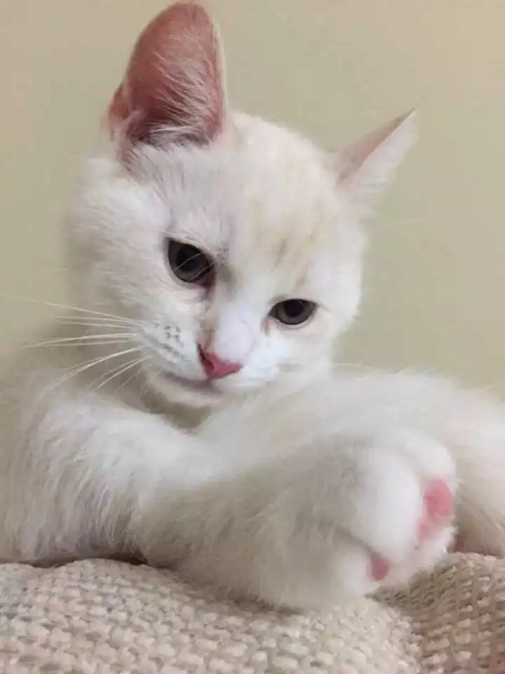 表情怎么判断一只奶猫长大之后好不好看知乎用户的回答表情 表情怎么判断一只奶猫长大之后好不好看知乎用户的回答表情