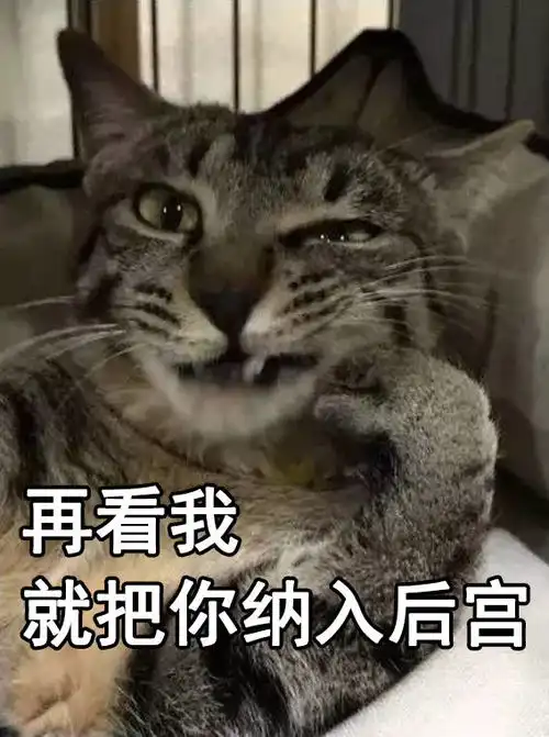  渣猫爱不爱表情包猫咪与渣女表情包真是绝配啊