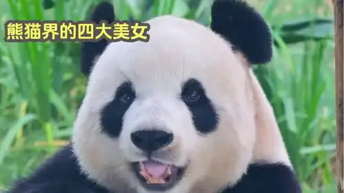  熊猫界的四大美女,谁才是你的心上熊各有各的好看
