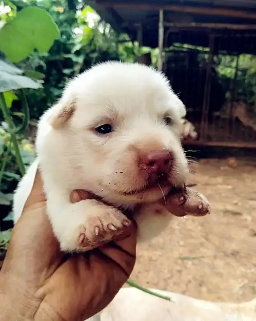  下司犬小奶狗自带一副蠢萌的表情包