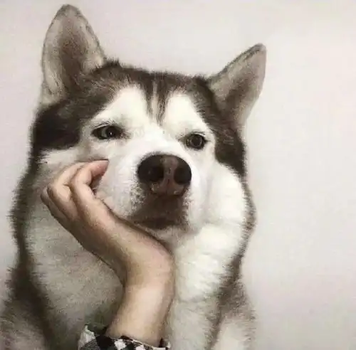 今日份搞笑表情包 今日份搞笑表情包