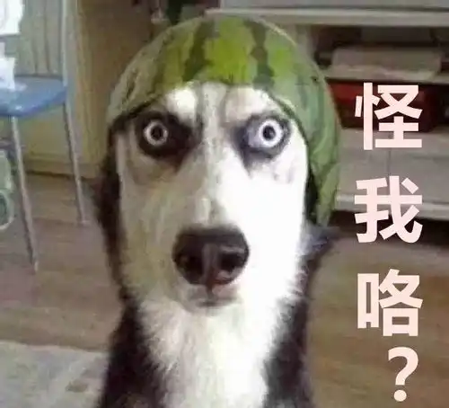  两女子小区内被二哈紧追,最后竟然弄坏一辆奔驰谁买单