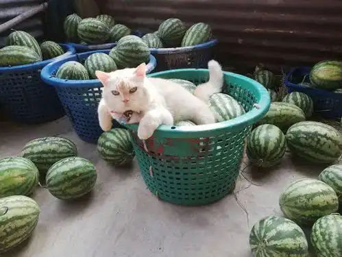  在路边遇到一只卖西瓜的猫老板,想买,但看它表情不太友好