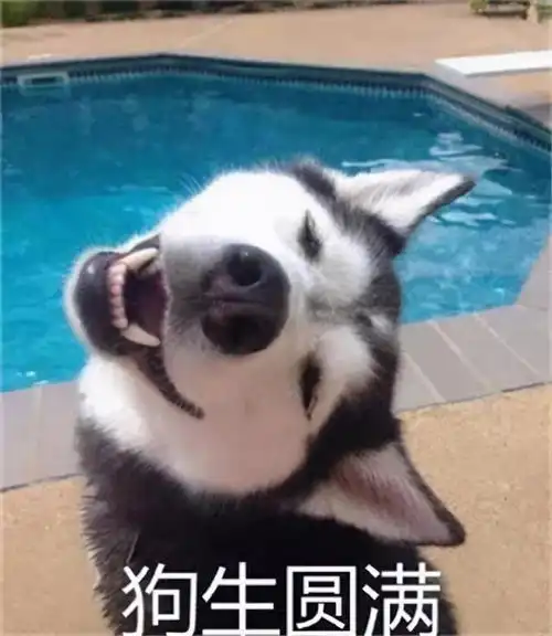  养上一只哈士奇是什么体验网友行走中的表情包