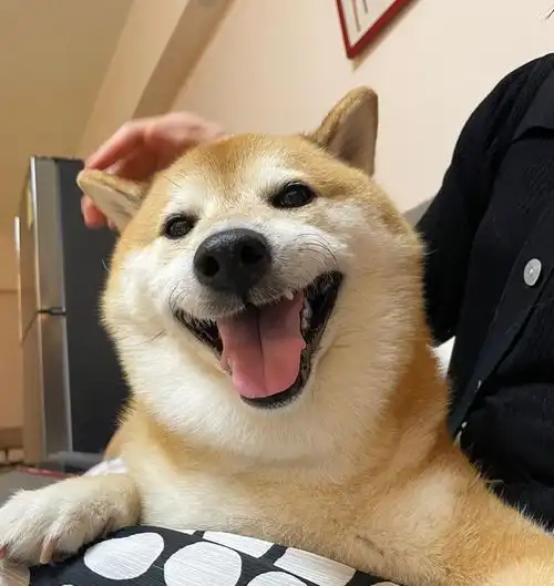  知名废柴表情包柴犬balltze离世