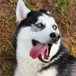  轻松一刻行走的表情包