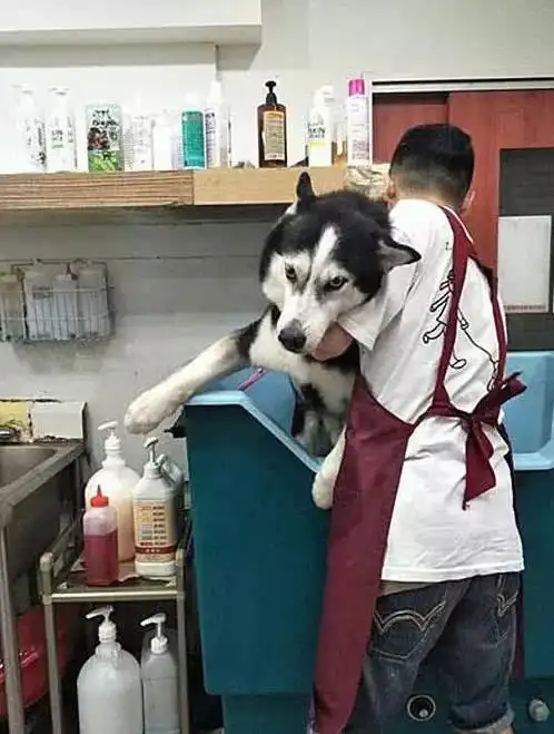  二哈被哄骗去美容店洗澡,反应过来时晚了,一连串的表情笑抽人