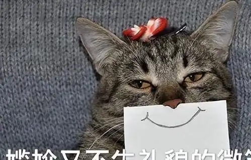  警惕猫界4不养,别人免费送给你,也不要养