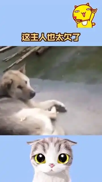  这主人也太欠了吧,难怪狗子这个表情