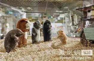  揭秘豚鼠特工队奢华家居配备
