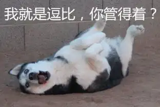  每日萌宠哈士奇表情包来袭