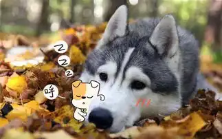  狗界四大谜题狗狗这些反常的举动究竟是因为什么