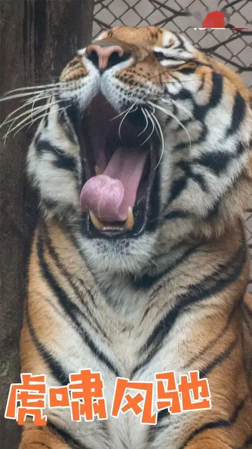  这套五虎福临门表情包春节你一定用得上