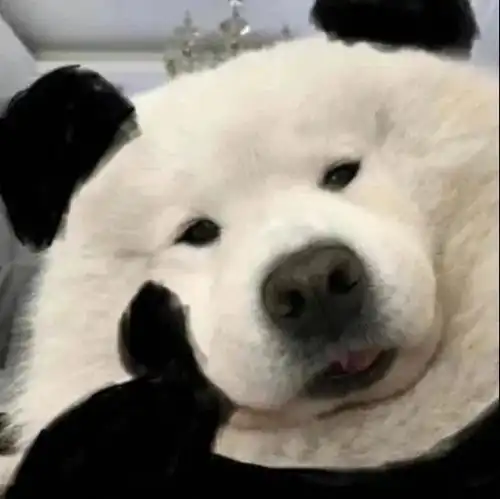 狗托表情包狗狗