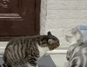  狸花猫和虎斑猫的区别,很多人还不分不清它们俩