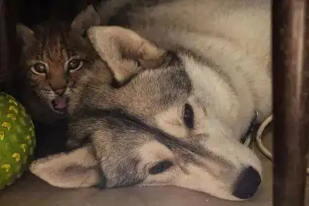  山猫被6只哈士奇带大,结果它的整个猫生就都变了哈哈哈真离谱