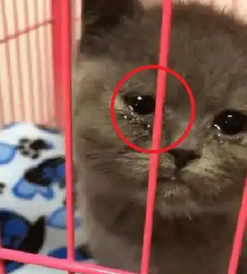 主人送猫去绝育,下班回家后猫咪竟是这副表情,让人心碎 主人送猫去绝育,下班回家后猫咪竟是这副表情,让人心碎